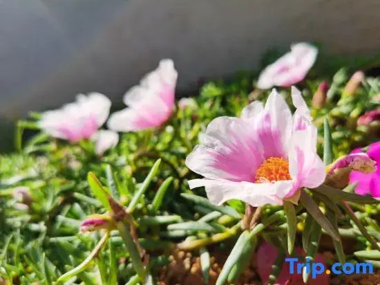 Gudaobian Boutique Guesthouse