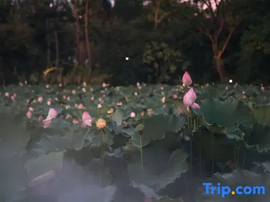 Weihan Resort At Xixi Wetland