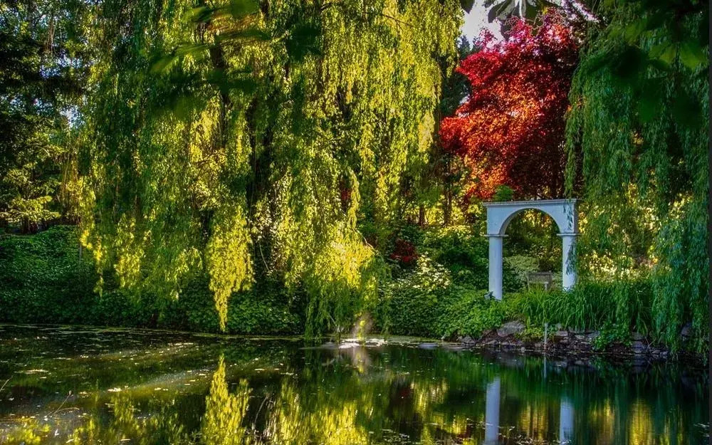 The Willows