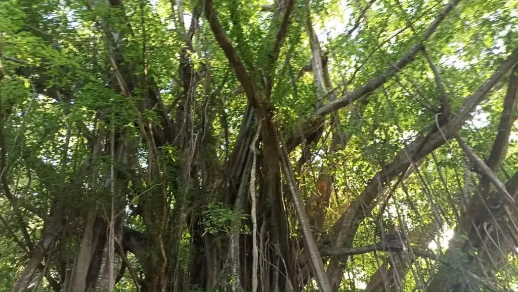 Tiki House