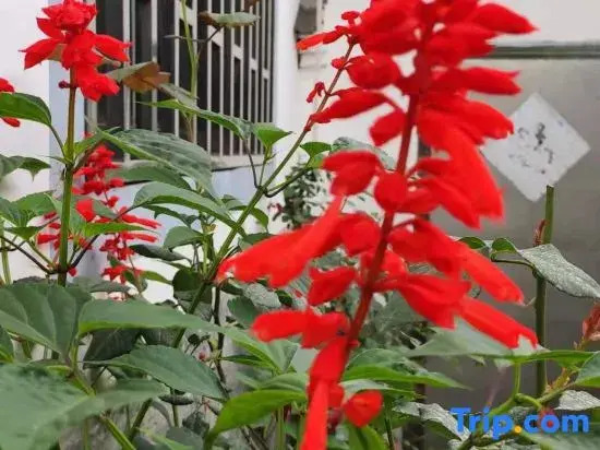 Xingxingyu Qixi Flower Garden