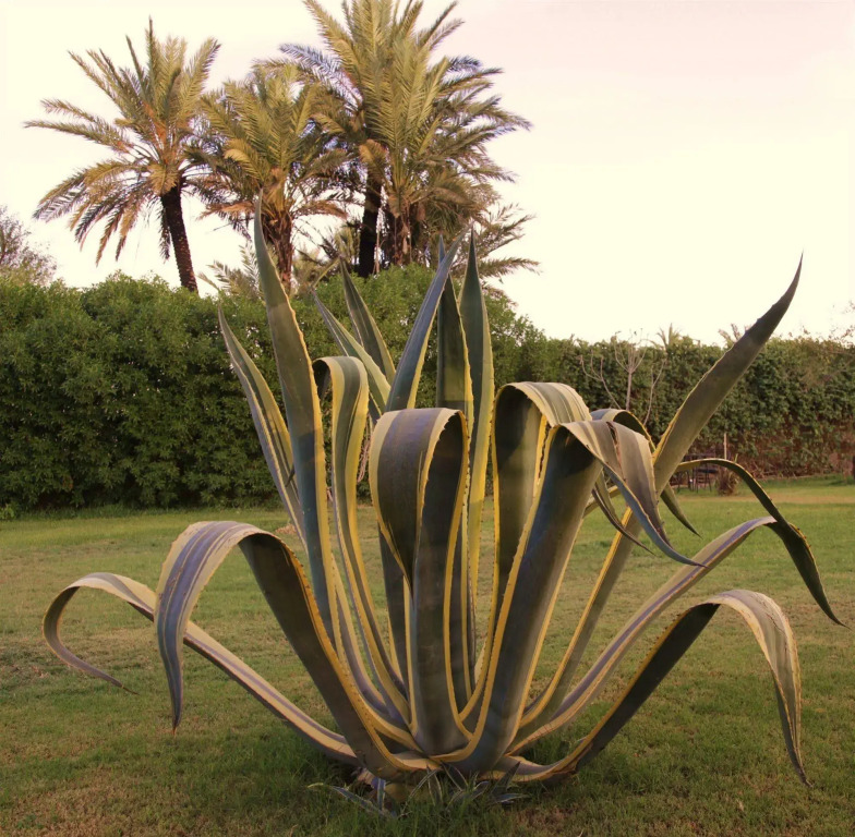 Villa Warhol Marrakech