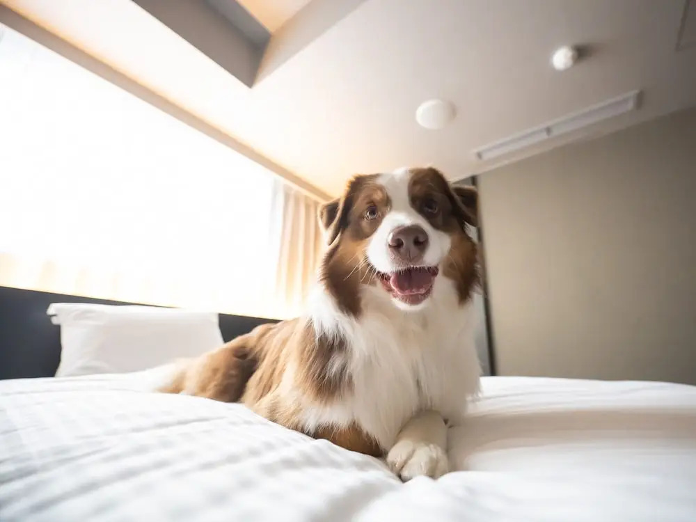 hotel anddoggy Kyoto Nijo
