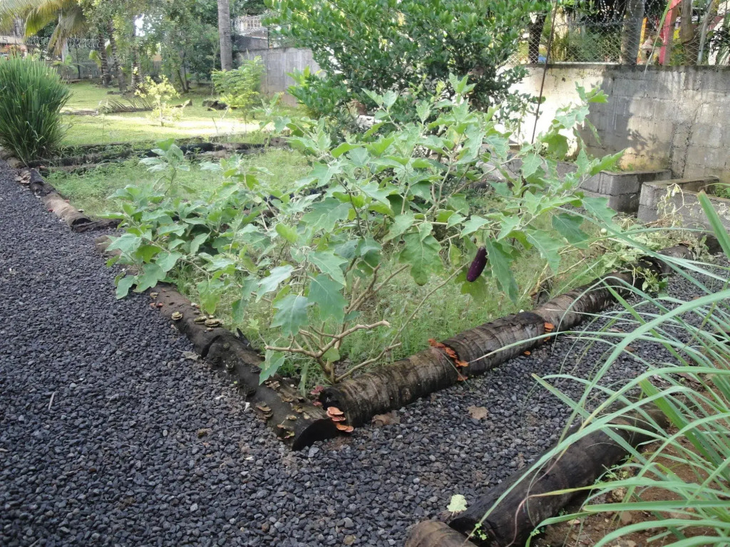 Titli Guest House