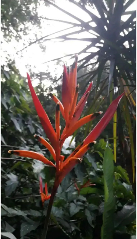 Jardín de Naipí 3