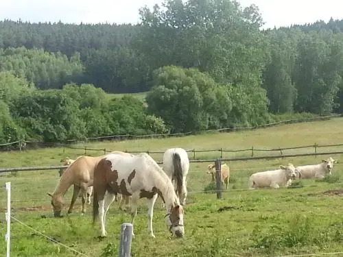 Lavande Ranch