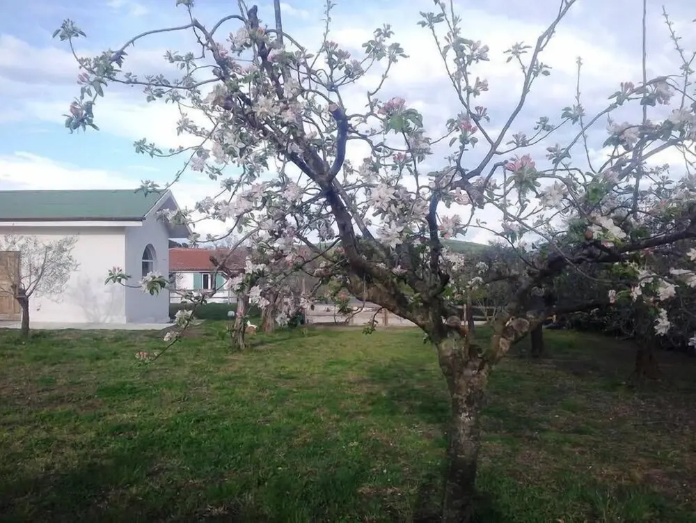 Gli olivi
