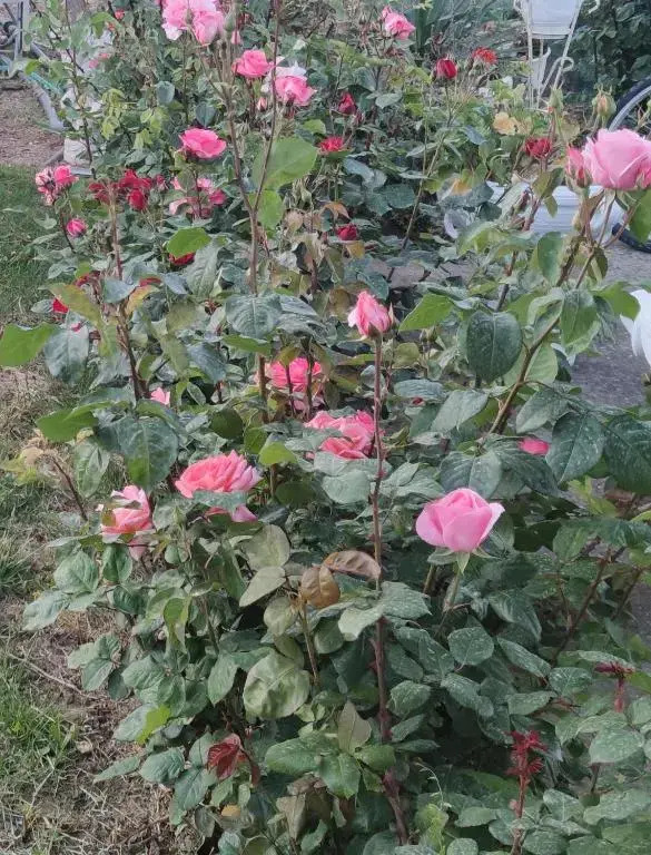 La Casa Delle Rose 1