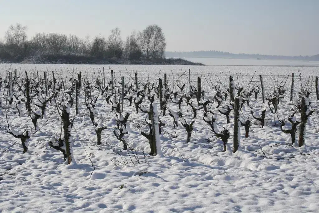 Le Clos Du Puits