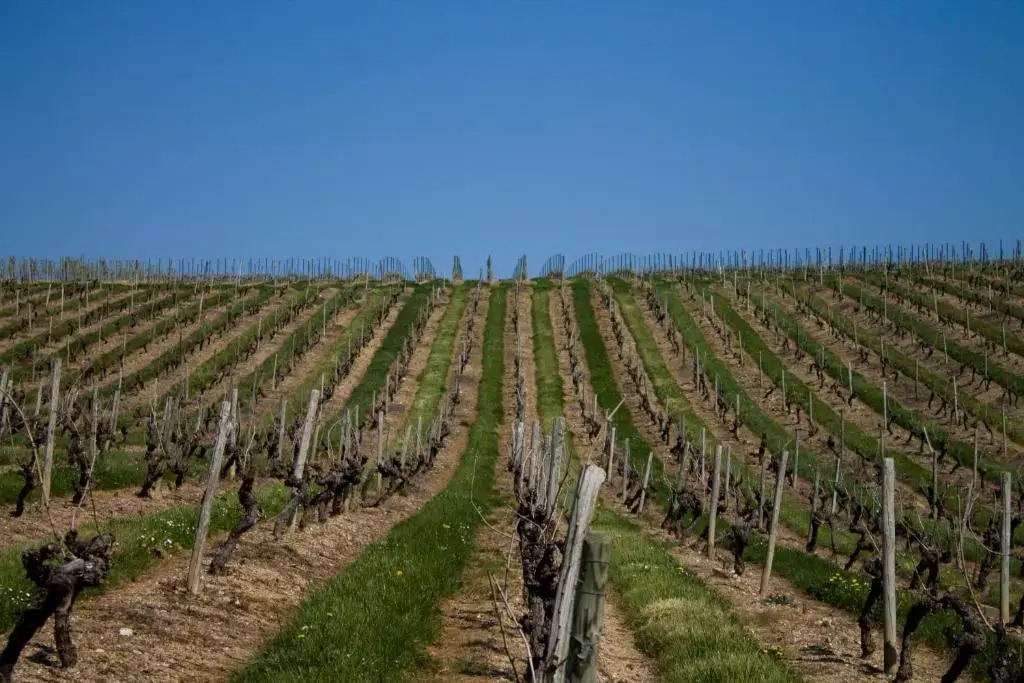 Vignoble Château Piéguë - winery