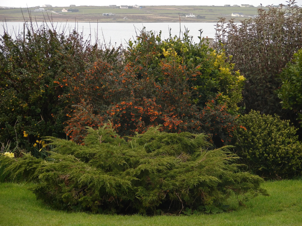 Drom Caoin
