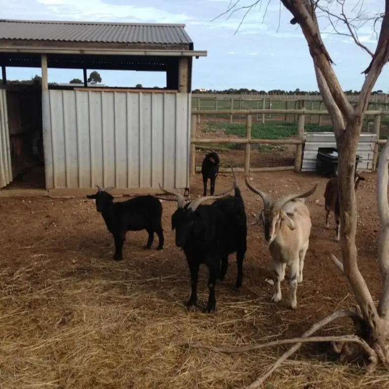 Tarnasey Farm