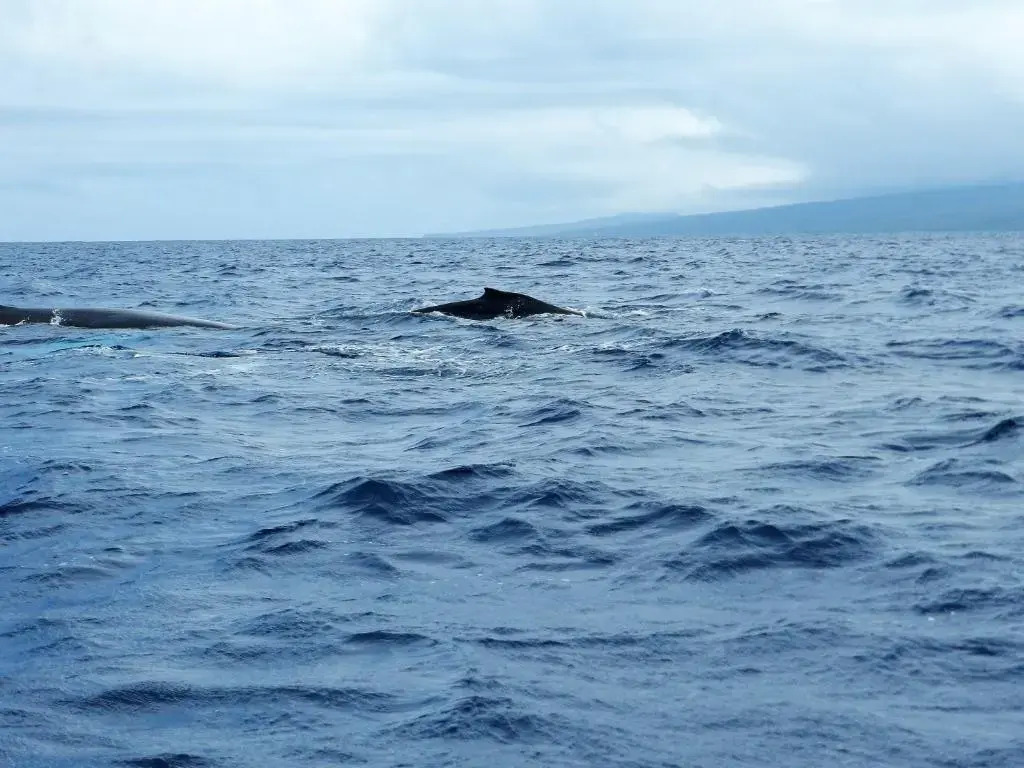 Ka Hale Kealoha