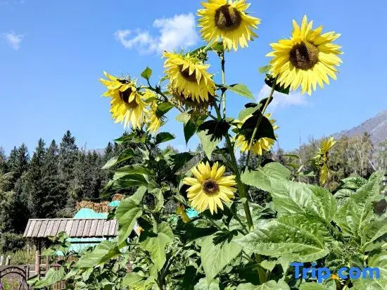 Hemu Free Space Homestay