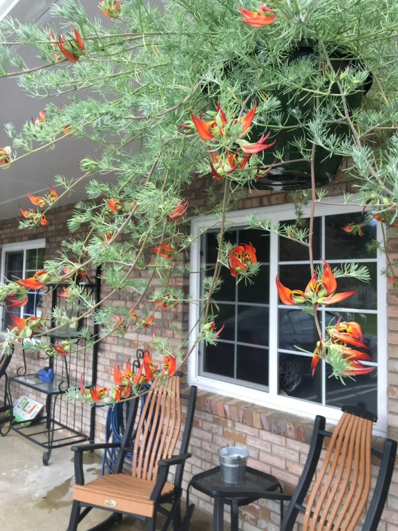 Cardinal Inn