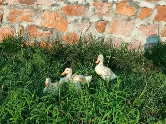 Yishan Yitian Homestay