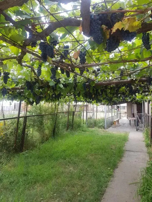 wine valley