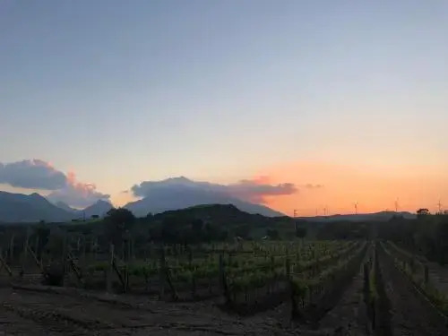Datca Vineyard