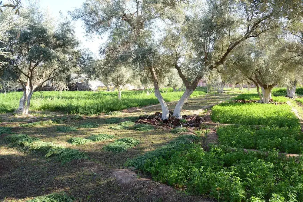 Ferme D'hôte Eco Farm Tayssir