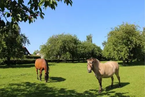 Fewo_S Familie Braatz In Ahrenshag