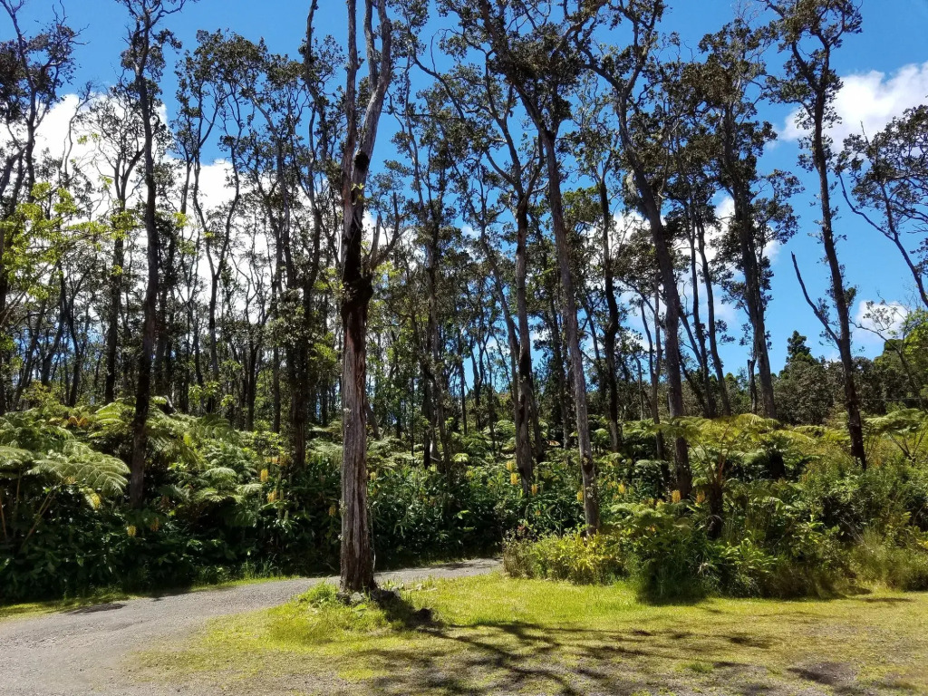 Volcano Forest Inn