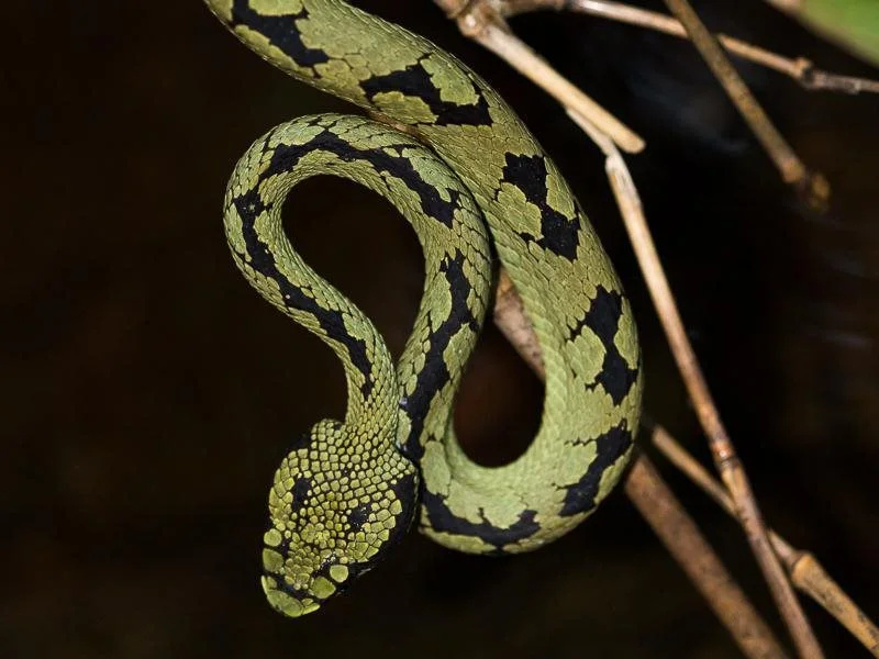 Sinharaja Rainforest Vibe