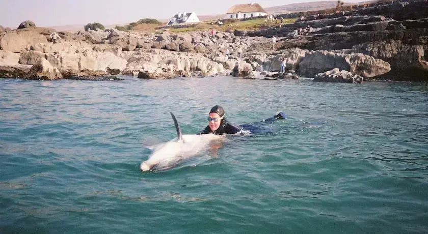 Dolphin View