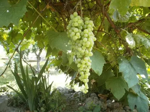 Wine Stopper B&B