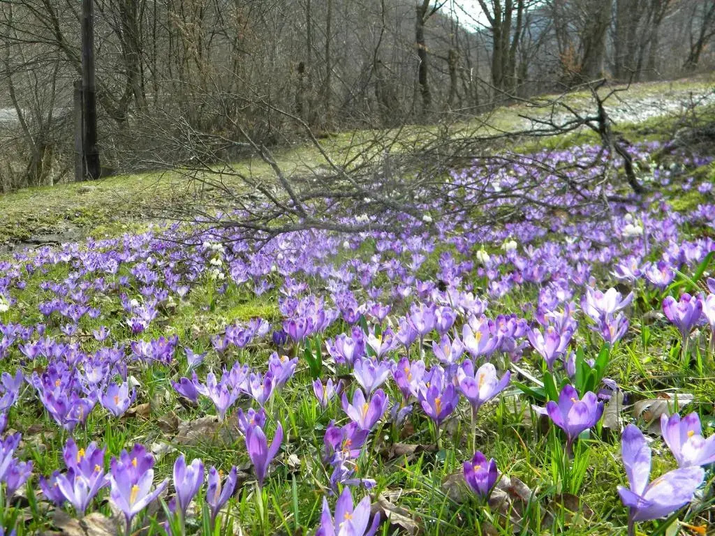 Chalet Kukavica