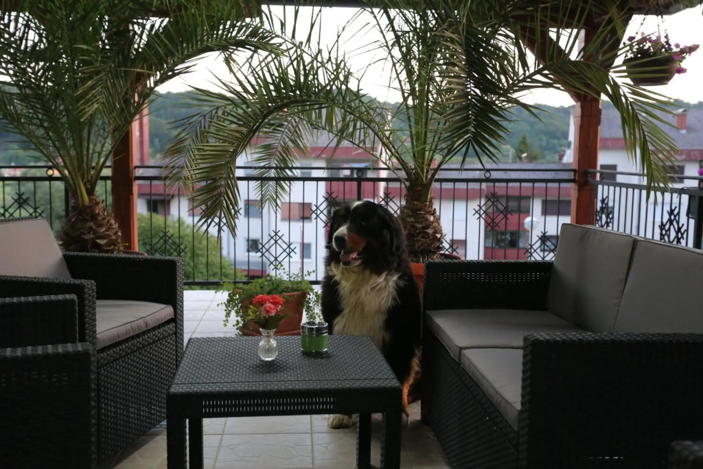 APARTMANI KSENIJA