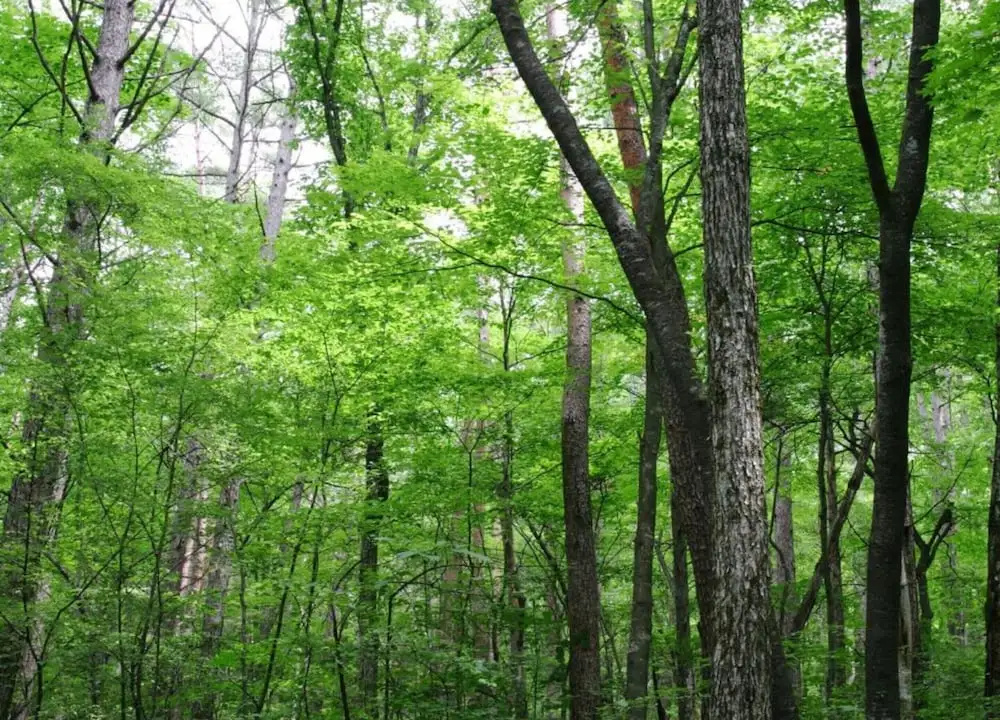 La Roche Cozy Forest Escape
