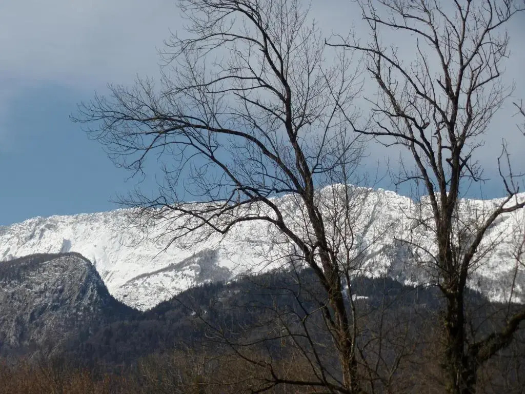 Les Cyclamens