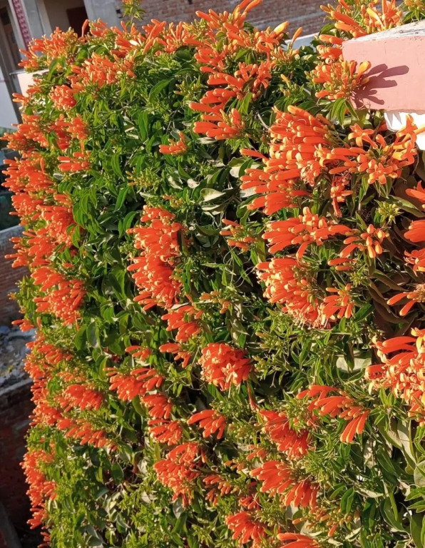Jaipur Marigold Homestay