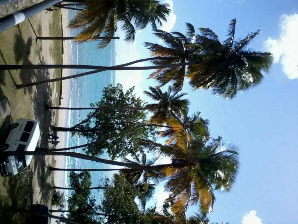 Palm View