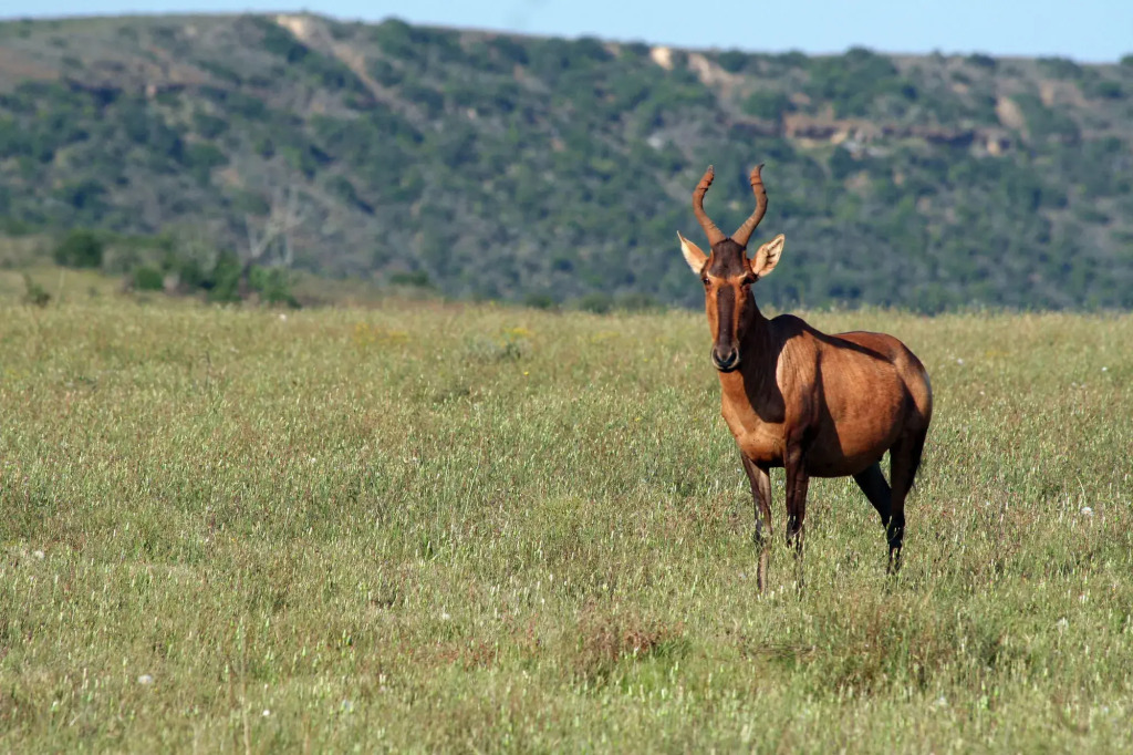 Leeuwenbosch Country House - Amakhala Game Reserve