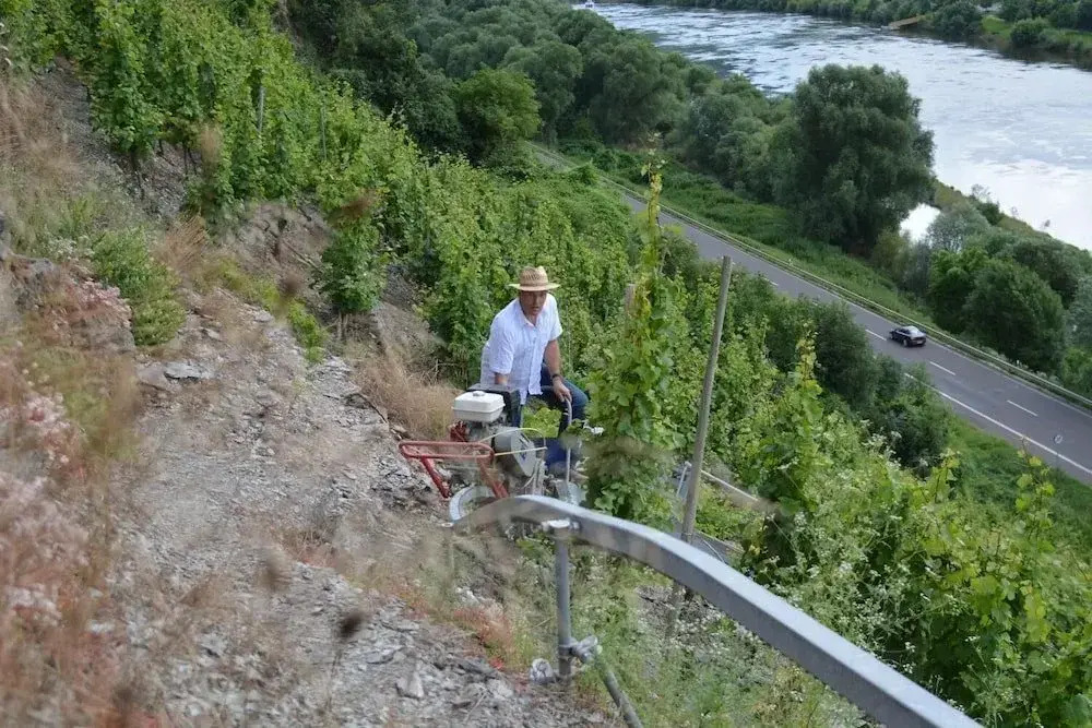 Weingut***Pension Günther Scholtes