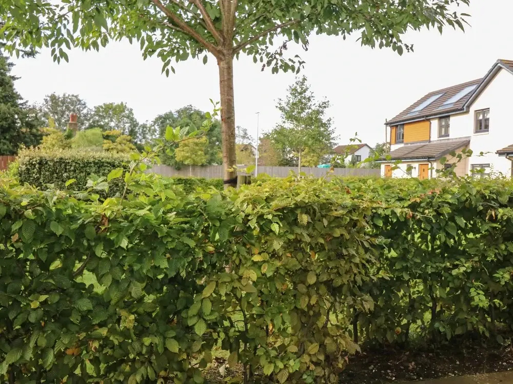 11 Ambleside Court