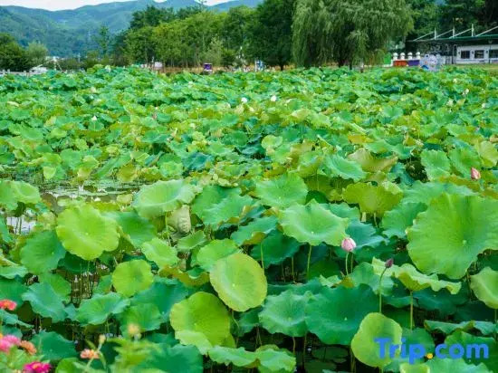 Guimi Homestay (Yucun Village Scenic Area)
