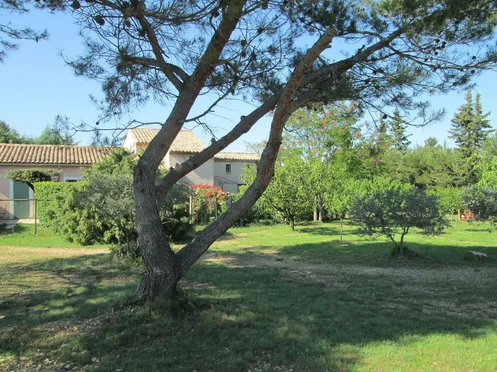 La Garrigue des Alpilles