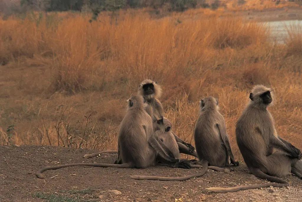The Oberoi Vanyavilas, Ranthambore