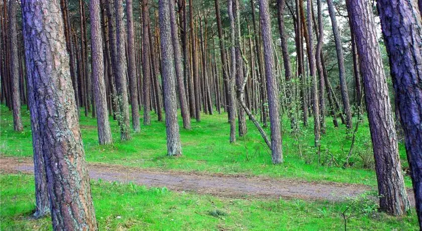 Pine Forest Lux