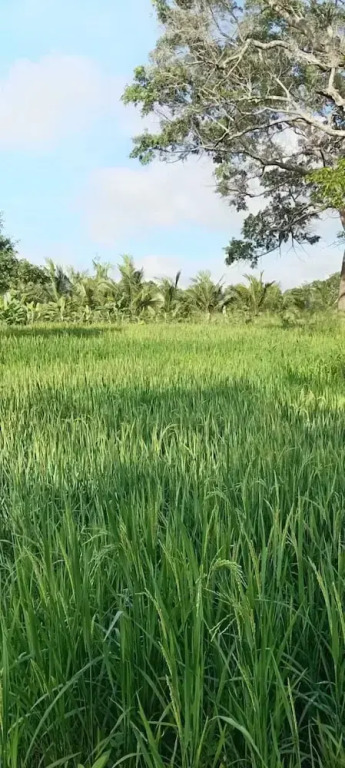 Hidden Jungle Village wilpattu