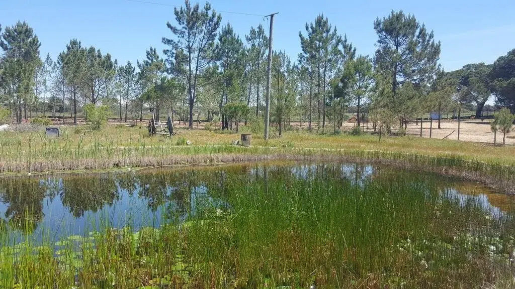 Stone Pines