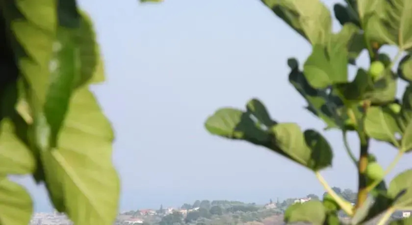 Rose Valley