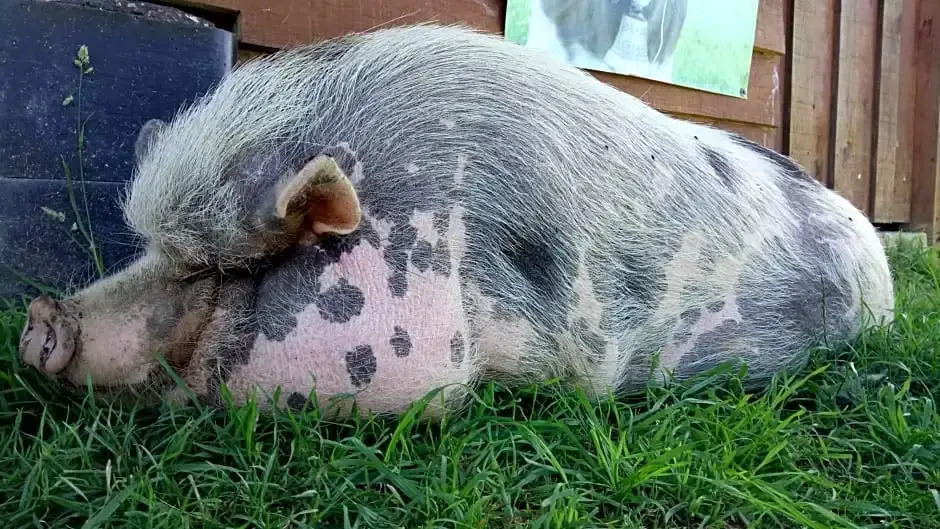 La petite ferme de Pouillon - Parc animalier - aire de loisirs