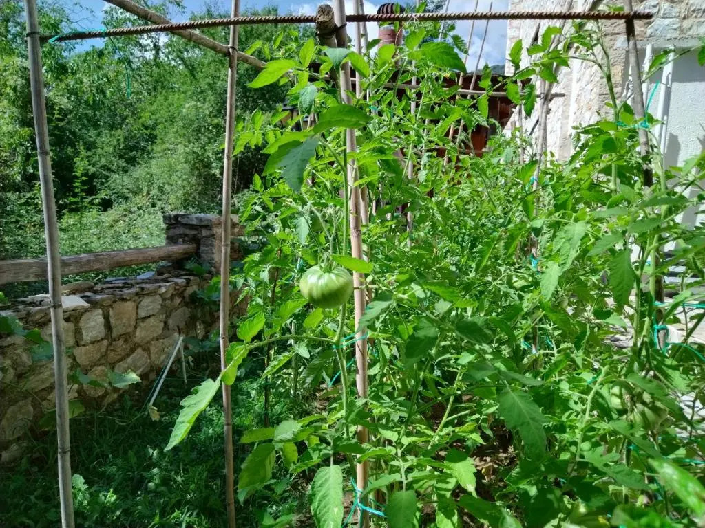 Alseides, The Home Experience