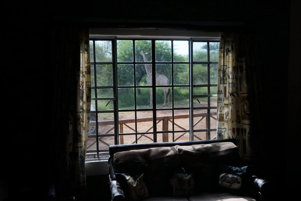 Giraffe plains