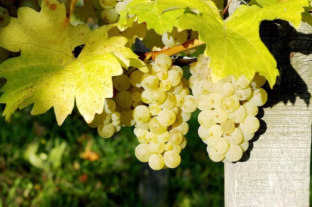 Weinhof am Nussbaum
