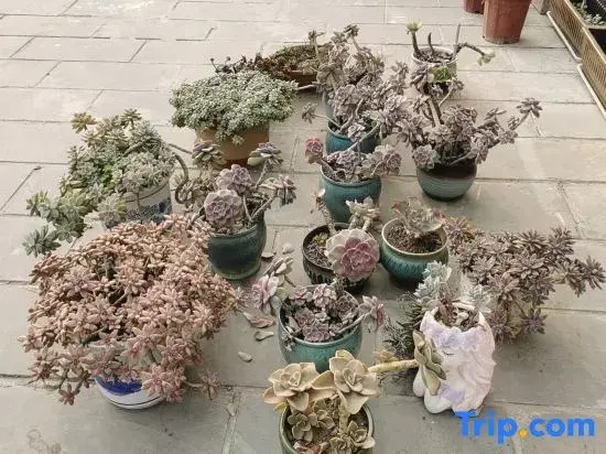Yan's Courtyard