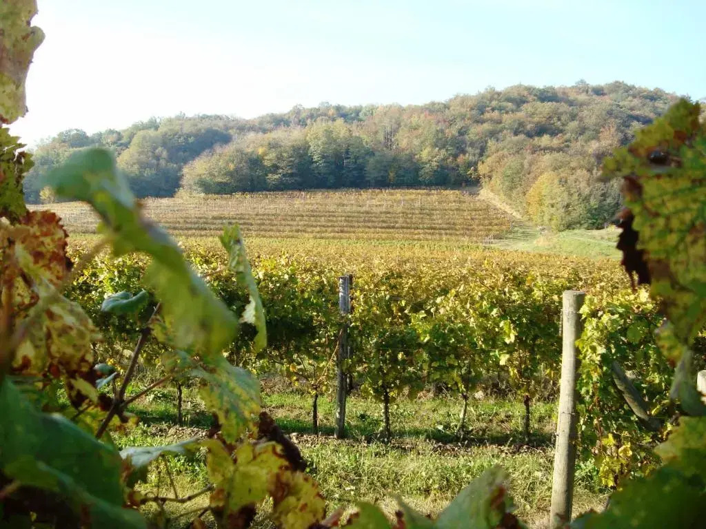 Il Roncal Wine Resort - for Wine Lovers only